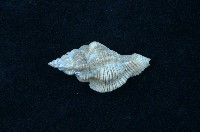 藏品(骨螺)的圖片